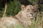 lions (3)